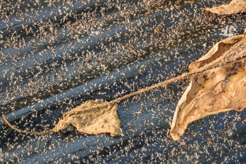 Problem of whitefly effect on leaves and branches of vegetables plants in field inside greenhouses,...