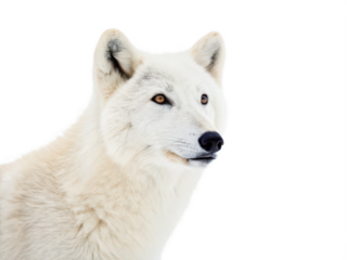 light snoot white background photographic lighting modifier cone-shaped attachment to focus and direct light beam studio equipment accessory transparent background image