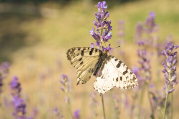 An Apollo Butterfly rests on lavender