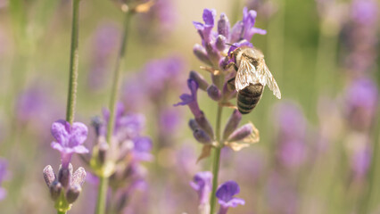 A bee collecting pollen in a lavender field in close-up on a sunny day.