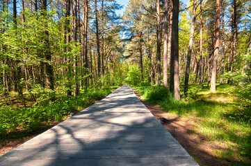 Wooden pathway in summer pine forest in beautiful sunny day