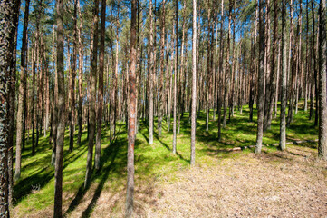 Summer pine forest in beautiful sunny day
