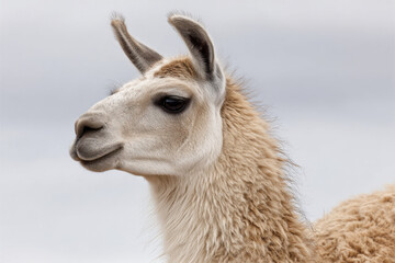 Obraz premium minimalist photograph of llama on light background emphasizing its soft fur