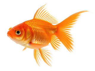 goldfish animal png aquarium goldfish png fancy goldfish png freshwater fish png ornamental fish png swimming pet fish png golden scaled fish png transparent background image