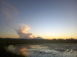 newly planted paddy in bali rice field