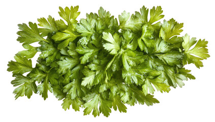 Obraz premium Fresh, vibrant parsley leaves