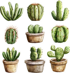 Fototapeta premium cactus