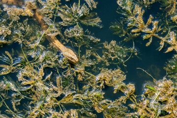 Snake swims on water. Tessellated Water Snake. Natrix tessellata. Snake raised its head above water covered with algae, examining something in front of it. Top view