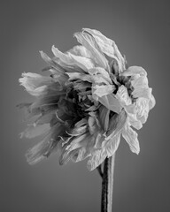 Black and white photo of a dried lotus flower on a white background with minimalistic style..