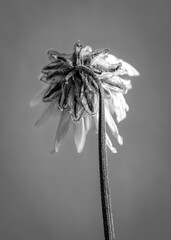 Black and white photo of a dried lotus flower on a white background with minimalistic style..
