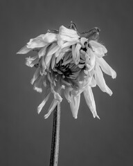 Black and white photo of a dried lotus flower on a white background with minimalistic style.