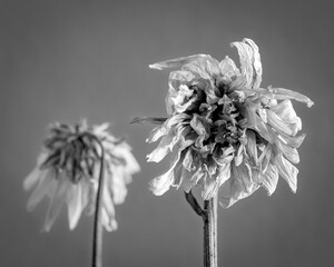 Black and white photo of a dried lotus flower on a white background with minimalistic style..