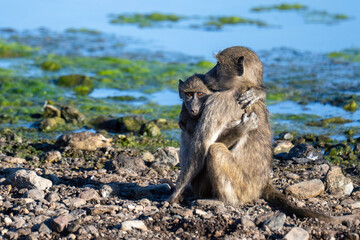Baboon love