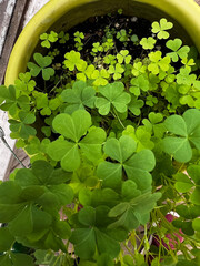 clover growing in pot with sunshine