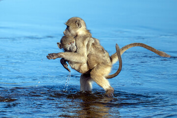 Baboon crossing river with baby