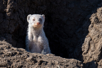 Slender mongoose