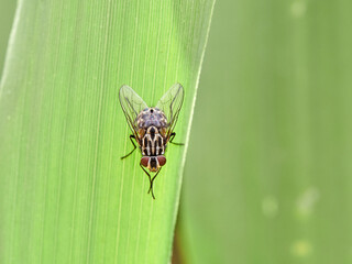 Graphomya maculata, more commonly known as a Muscid Fly, has an orange brown patterned abdomen in...