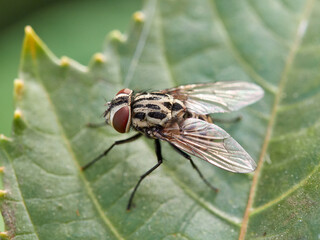 Graphomya maculata, more commonly known as a Muscid Fly, has an orange brown patterned abdomen in...