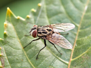 Graphomya maculata, more commonly known as a Muscid Fly, has an orange brown patterned abdomen in the males but females have a grey black pattern 