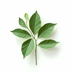 Fresh Green Leaves Sprout on Branch Isolated on White