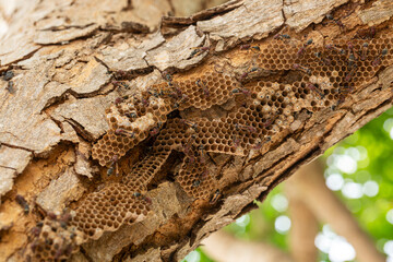 Close-up of a hornet's nest on a branch,Nest of Hornet. Larvae and adults in the nest axis on tree.