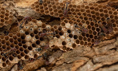 Close-up of a hornet's nest on a branch,Nest of Hornet. Larvae and adults in the nest axis on tree.