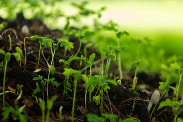 Close-up of green seedlings in the rainy season,Group of green sprouts in the rain.