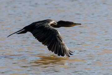 great blue heron ardea cinerea
