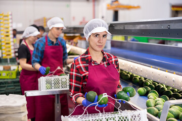 Focused Hispanic female sorter working on vegetable sorting line in agricultural produce processing...