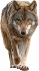 Obraz premium Dominant Wolf: A striking portrait of a lone wolf, its intense gaze and powerful stance projecting an air of strength and dominance. Its majestic presence is captured in this image.