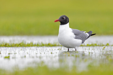 An adult laughing gull (Leucophaeus atricilla) in a puddle of water of a meadow.