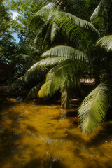 waterfall in the forest