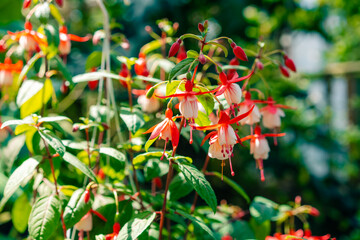Closeup of flowers of Fuchsia Dark Eyes against green background