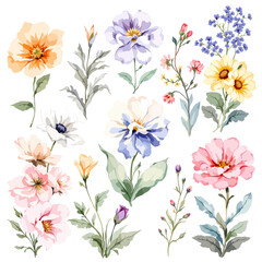 Wild flowers set, watercolor digital illustration. © Watercol