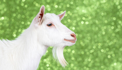 Obraz premium White goat animal profile green glitter background farm animal domestic goat side view beard white fur close up peaceful expression
