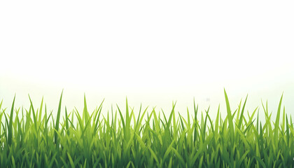 Fresh Green Grass Background Lower Section of Image