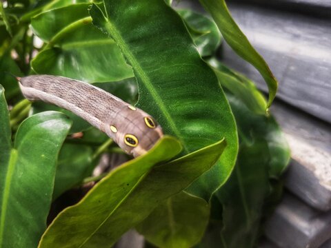 Leaf eating caterpillar with striking yellow eyes and horns. Larva of the hawk moth or Hippotion celerio Linnaeus, showing natural mimicry. Ideal for insect life cycle or nature content