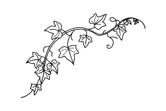 Elegant vector illustration of black outline ivy vine with leaves and tendrils