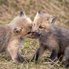 Red Fox Kits