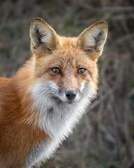 Red Fox Vixen