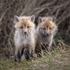 Red Fox Kits