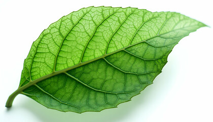 Obraz premium Isolated Green Leaf Close-up on White Background Showing Intricate Vein Details