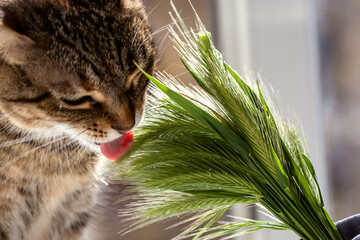 Cat eats grass in form of spikelets with appetite. Healthy food for domestic cats. Cat gnaws on spikelets standing in glass jar on windowsill. By eating grass, cat cleanses its digestive tract of fur