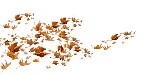 leaf leaves isolated autumn winter season background falling fall platanus tree wid air w