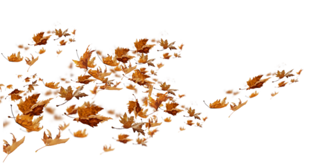 leaf leaves isolated autumn winter season background falling fall platanus tree wid air w