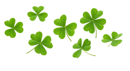 Festive clover flying, shamrock leaves isolated on transparent background