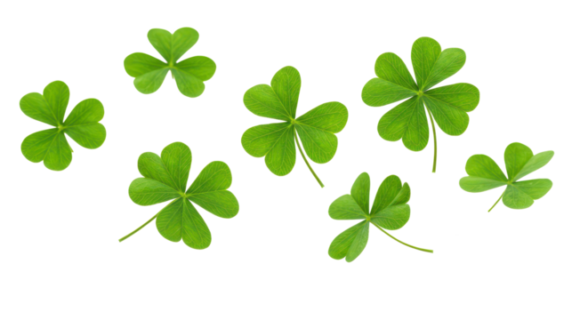 Festive clover flying, shamrock leaves isolated on transparent background