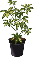 schefflera plant in a pot