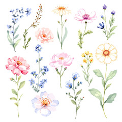 Big floral illustrations set with watercolor hand drawn flowers. Stock clip art.