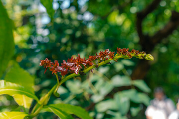 Red flowers of Chaconia, Wild Poinsettia, Warszewiczia